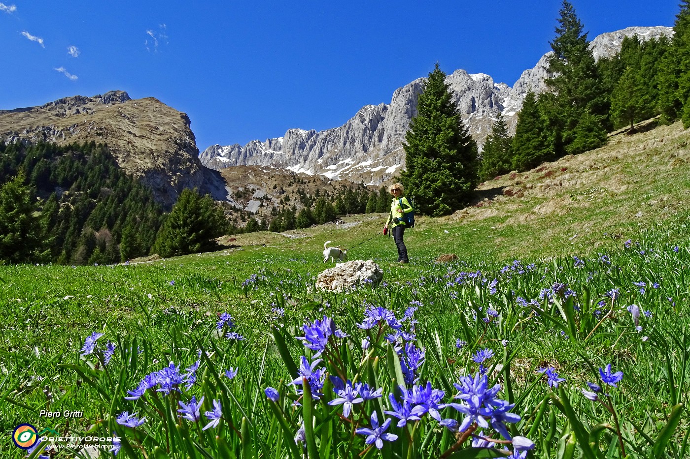 09 Scilla silvestre (Scilla bifolia) con Presolana e Corzene .JPG -                                